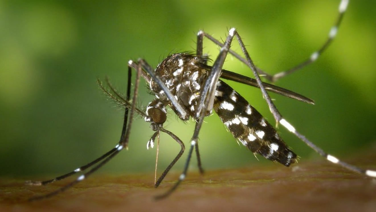 Chikungunya