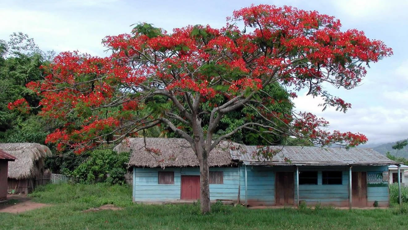 El Ceibo: Flor Nacional