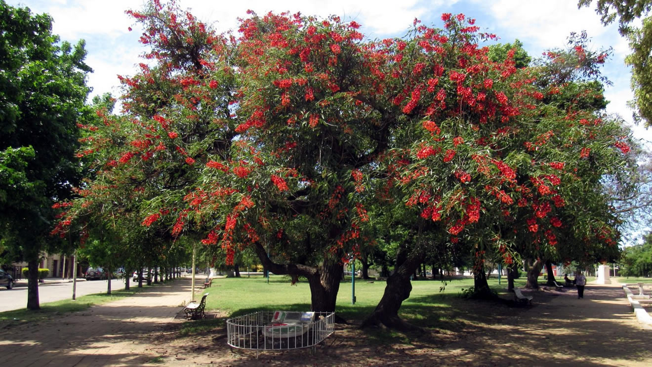 El Ceibo: Flor Nacional