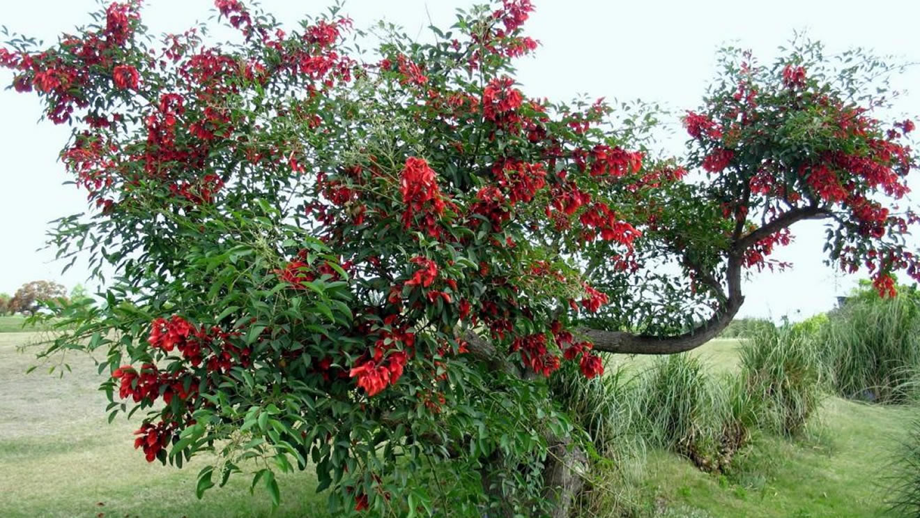 El Ceibo: Flor Nacional