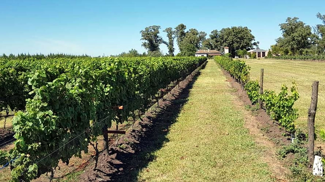 Vinos de Uribelarrea