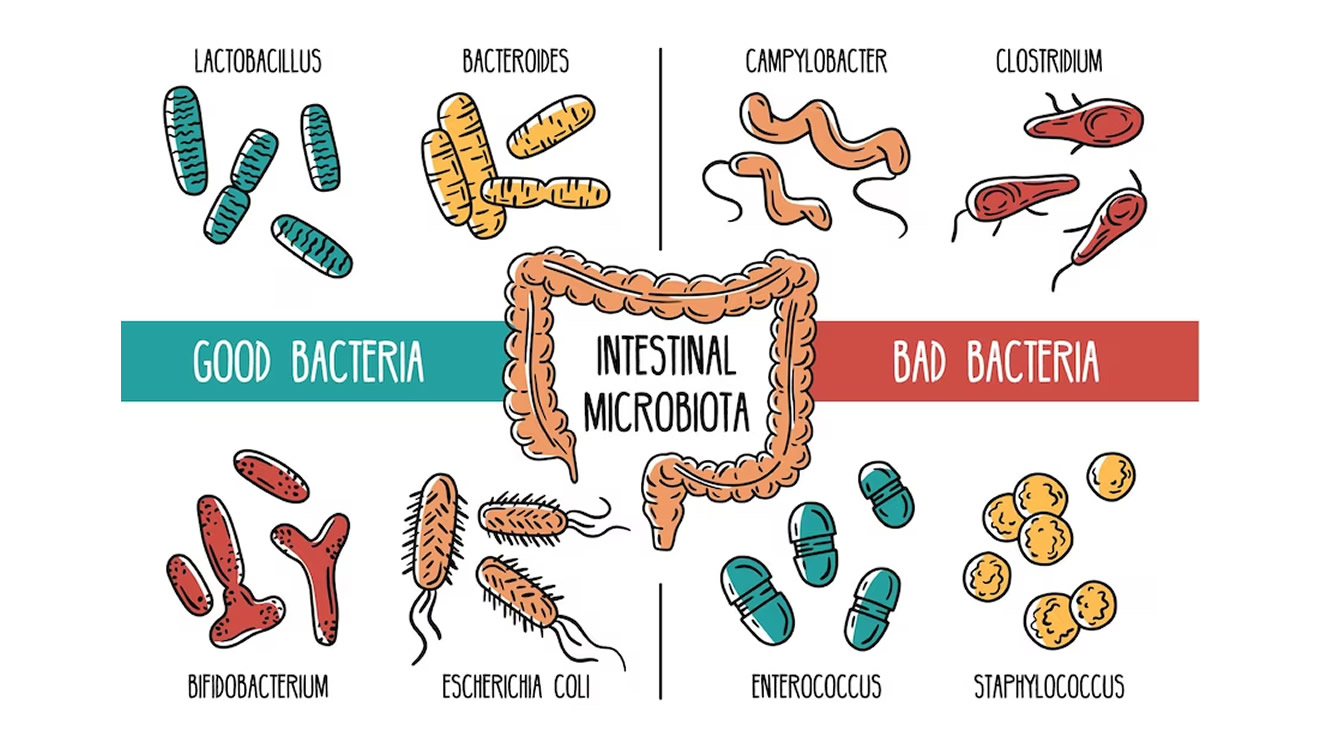 Microbiota