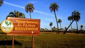 El Palmar