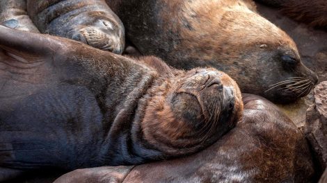 Muerte de Lobos Marinos