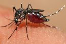 Aedes Aegypti