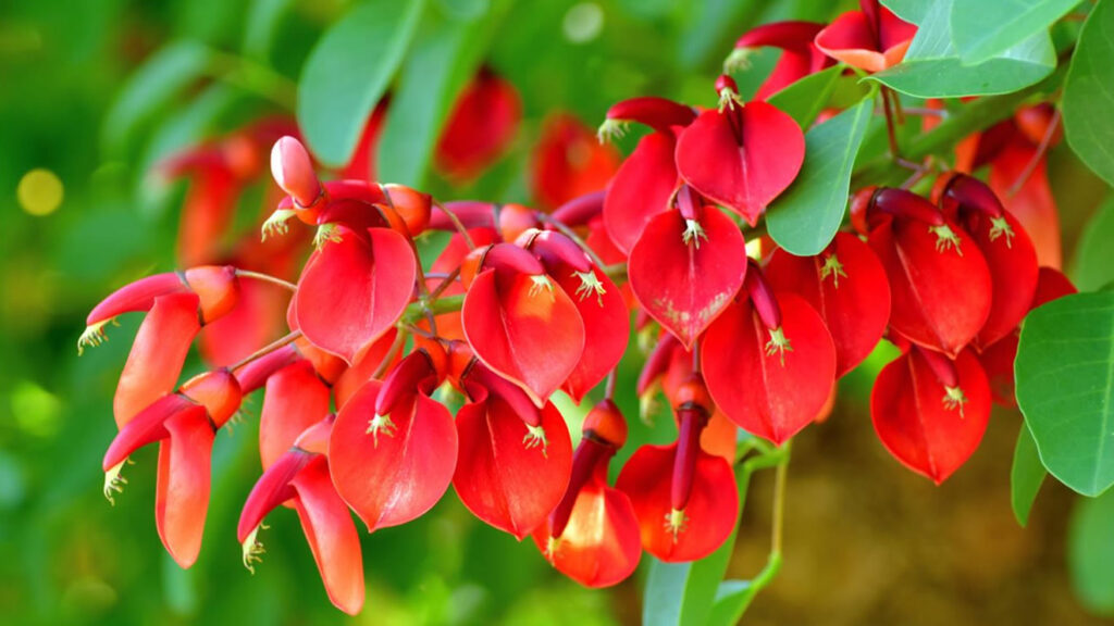 El Ceibo es La Flor Nacional de Argentina El Ceibo