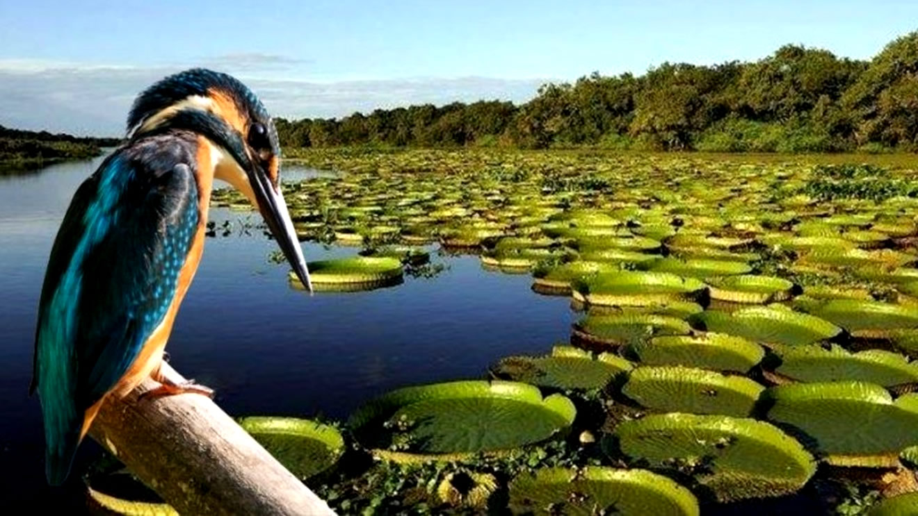 Esteros del Iberá