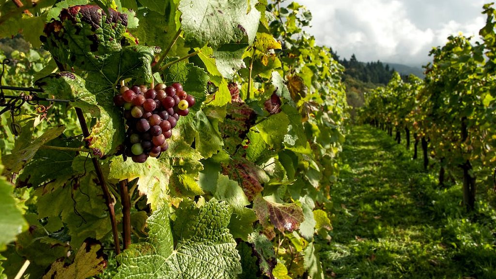 Viñedos