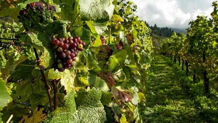 Viñedos